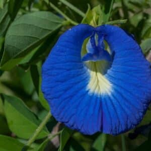 Fleur de pois bleu