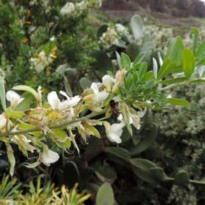 Graines de Cytisus proliferus, graines de Tagasaste, Graines de Chamaecytisus proliferus