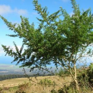 Graines de Cytisus proliferus, graines de Tagasaste, Graines de Chamaecytisus proliferus