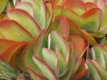 Plants de Kalanchoe thyrsiflora 'Red Lips', plants de Kalanchoé à feuilles de thyrse 'Red Lips'