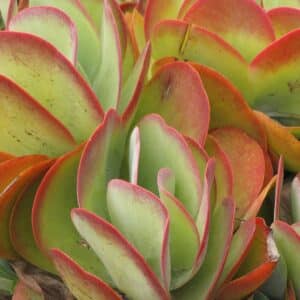 Plants de Kalanchoe thyrsiflora 'Red Lips', plants de Kalanchoé à feuilles de thyrse 'Red Lips'