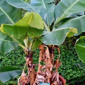 Plant de Musa acuminata 'Tropicana, plant de Bananier nain Tropicana