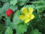 Graines de Potentilla indica, graines de Fraisier de Duchesne, Duchesnea indica