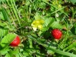 Graines de Potentilla indica, graines de Fraisier de Duchesne, Duchesnea indica