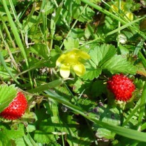 Graines de Potentilla indica, graines de Fraisier de Duchesne, Duchesnea indica