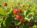 Graines de Potentilla indica, graines de Fraisier de Duchesne, Duchesnea indica