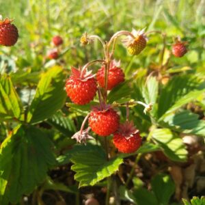 Graines de Potentilla indica, graines de Fraisier de Duchesne, Duchesnea indica