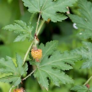 Graines de Rubus suavissimus, Graines de Ronce à feuilles sucrées