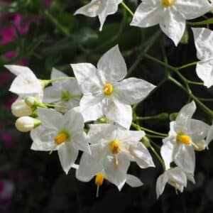 Plant de Solanum laxum, plant de Morelle faux-jasmin