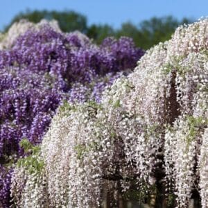 Graines de Wisteria floribunda 'Alba', graines de Glycine floribone
