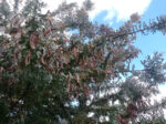 Graines d'Acacia baileyana var. purpurea, Graines de Mimosa de Bailey pourpre