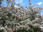 Graines d'Acacia baileyana var. purpurea, Graines de Mimosa de Bailey pourpre