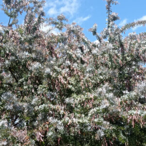 Graines d'Acacia baileyana var. purpurea, Graines de Mimosa de Bailey pourpre