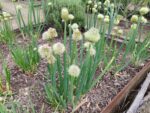 Plants d'Allium fistulosum, Plants de Ciboule au potager
