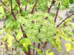 Graines d'Archangelica officinalis, Graines d'Angélique officinale