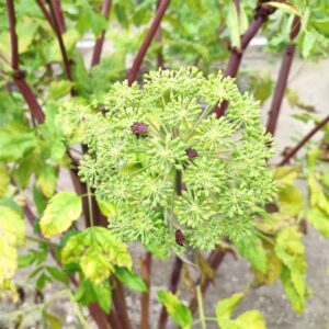 Graines d'Archangelica officinalis, Graines d'Angélique officinale