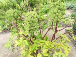 Graines d'Archangelica officinalis, Graines d'Angélique officinale