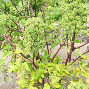 Graines d'Archangelica officinalis, Graines d'Angélique officinale