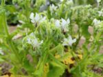 Graines de Borago officinalis 'Alba', Graines de Bourrache blanche