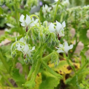 Graines de Borago officinalis 'Alba', Graines de Bourrache blanche