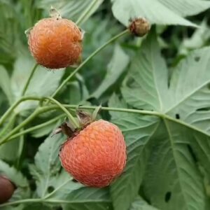 Graines de Rubus suavissimus, Graines de Ronce sucrée de Chine