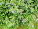 Plant de Symphytum officinale, Plant de Consoude, Graines de Consoude