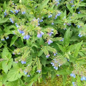 Plant de Symphytum officinale, Plant de Consoude, Graines de Consoude