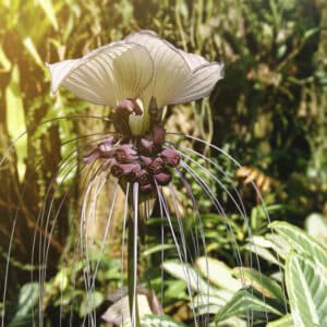 Fleur chauve-souris blanche, Tacca chantrieri 'White flower', graines de Fleur chauve-souris blanche, graines de Tacca chantrieri 'White flower'