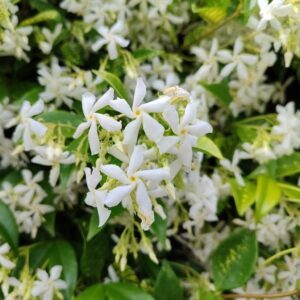 Plant de Trachelospermum jasminoides, Plant de Jasmin étoilé