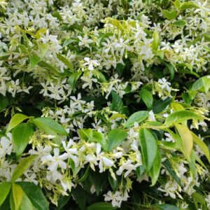 Plant de Trachelospermum jasminoides, Plant de Jasmin étoilé