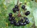 Eleutherococcus senticosus - Infrutescence