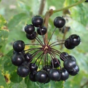 Eleutherococcus senticosus - Infrutescence