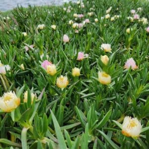 Graines de Carpobrotus edulis, Graines de Griffe de sorcière