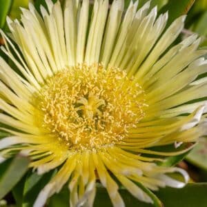 Graines de Carpobrotus edulis, Graines de Griffe de sorcière