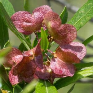 Graines de Dodonaea viscosa 'Purpurea', Graines de Dodonée visqueuse Pourpre