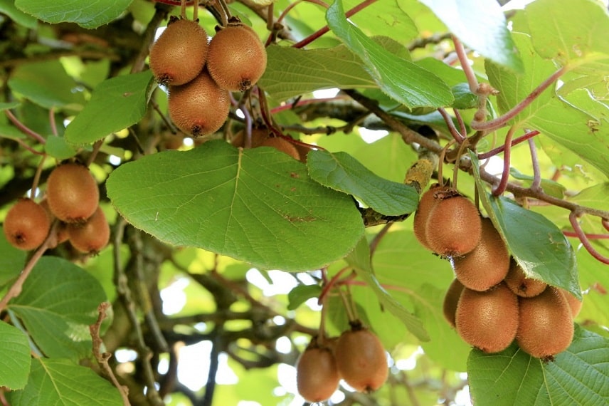 Feuilles et fruits du kiwi