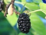 Morus nigra - Détail d'un fruit