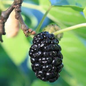 Morus nigra - Détail d'un fruit