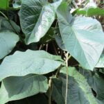 Piper obliquum, Feuilles de Piper insigne, Graines de Piper obliquum, Graines de Piper insigne