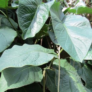Piper obliquum, Feuilles de Piper insigne, Graines de Piper obliquum, Graines de Piper insigne