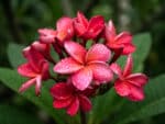 Fleurs de Frangipanier rouge, fleurs de Plumeria rubra, Frangipanier rouge en fleurs