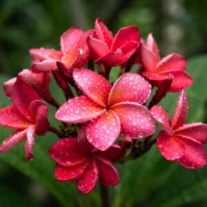Fleurs de Frangipanier rouge, fleurs de Plumeria rubra, Frangipanier rouge en fleurs