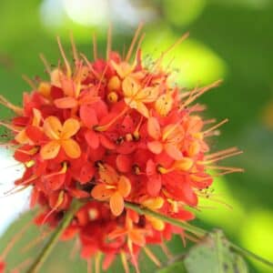Graines de Saraca asoca, graines d'Arbre d'Ashoka