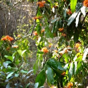 Graines de Saraca asoca, graines d'Arbre d'Ashoka