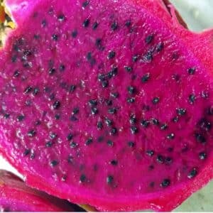 Graines de Selenicereus costaricensis, Graines de Pitahaya du Costa Rica