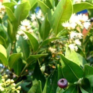 Graines de Syzygium myrtifolium, Graines de Cerisier d'Australie