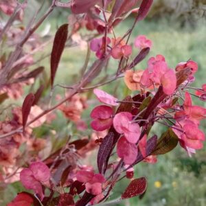 Dodonaea viscosa purpurea, Dodonée visqueuse pourpre, graines de Dodonaea viscosa purpurea, semences de Dodonée visqueuse pourpre, fruits de Dodonaea pourpre