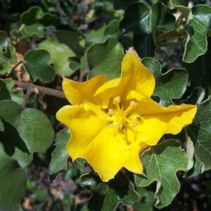 Fremontodendron californicum, Fleurs de Frémontia de Californie, Graines de Fremontodendron californicum, Graines de Frémontia de Californie