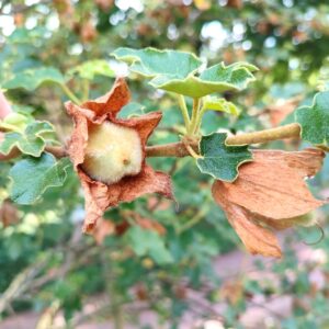 Fremontodendron californicum, Fruits sur arbre Frémontia de Californie, Graines de Fremontodendron californicum, graines de Frémontia de Californie