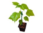 Plant d'arbre à coton, plant de Cotonnier, plant Gossypium, plant Gossypium herbaceum